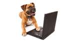 Old Dogs Must Learn New Software Training Tricks